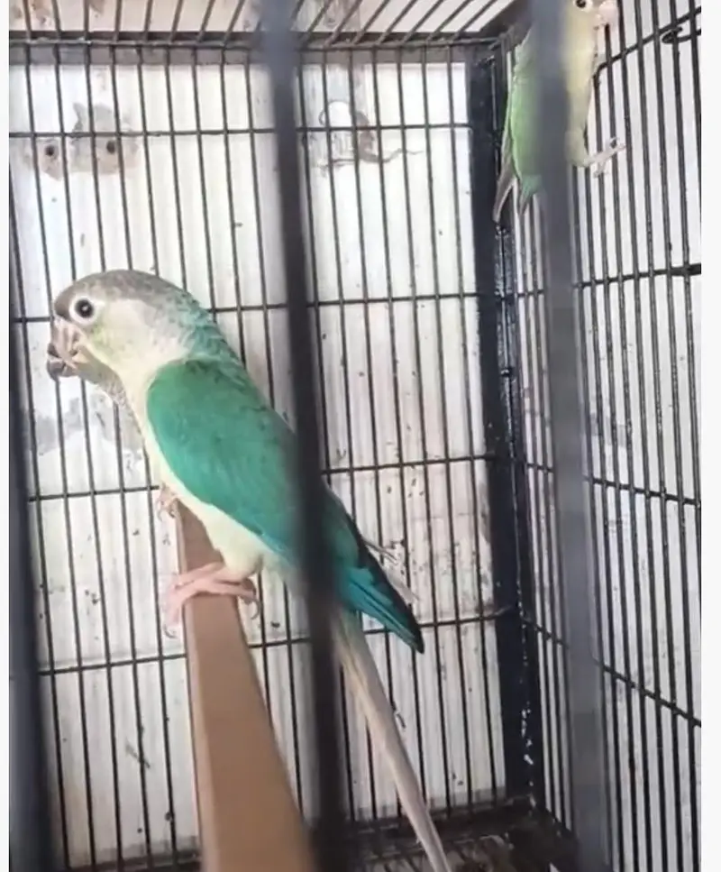 mashallah sunconour pair with dna sunconour female blue tarquse pair