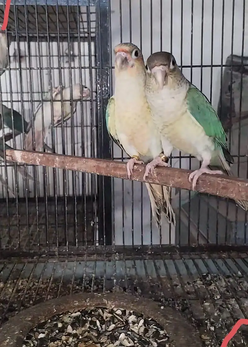 mashallah sunconour pair with dna sunconour female blue tarquse pair — photo 2