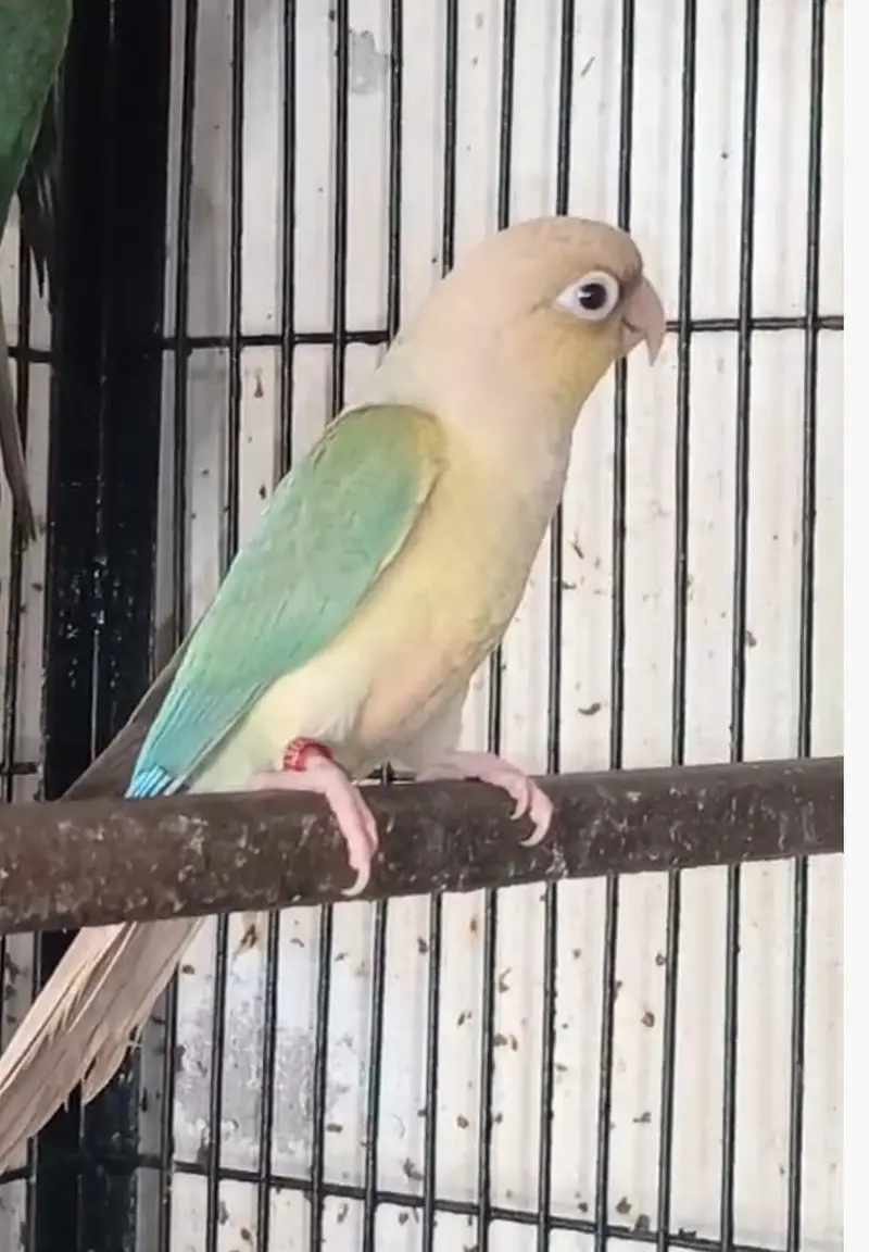 mashallah sunconour pair with dna sunconour female blue tarquse pair — photo 3