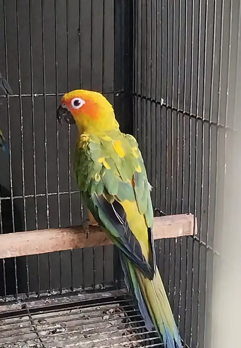 mashallah sunconour pair with dna sunconour female blue tarquse pair — photo 4