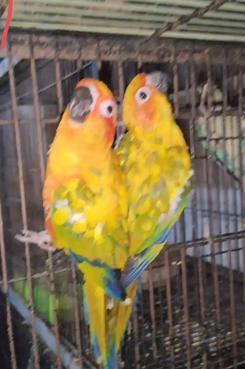 mashallah sunconour pair with dna sunconour female blue tarquse pair — photo 5