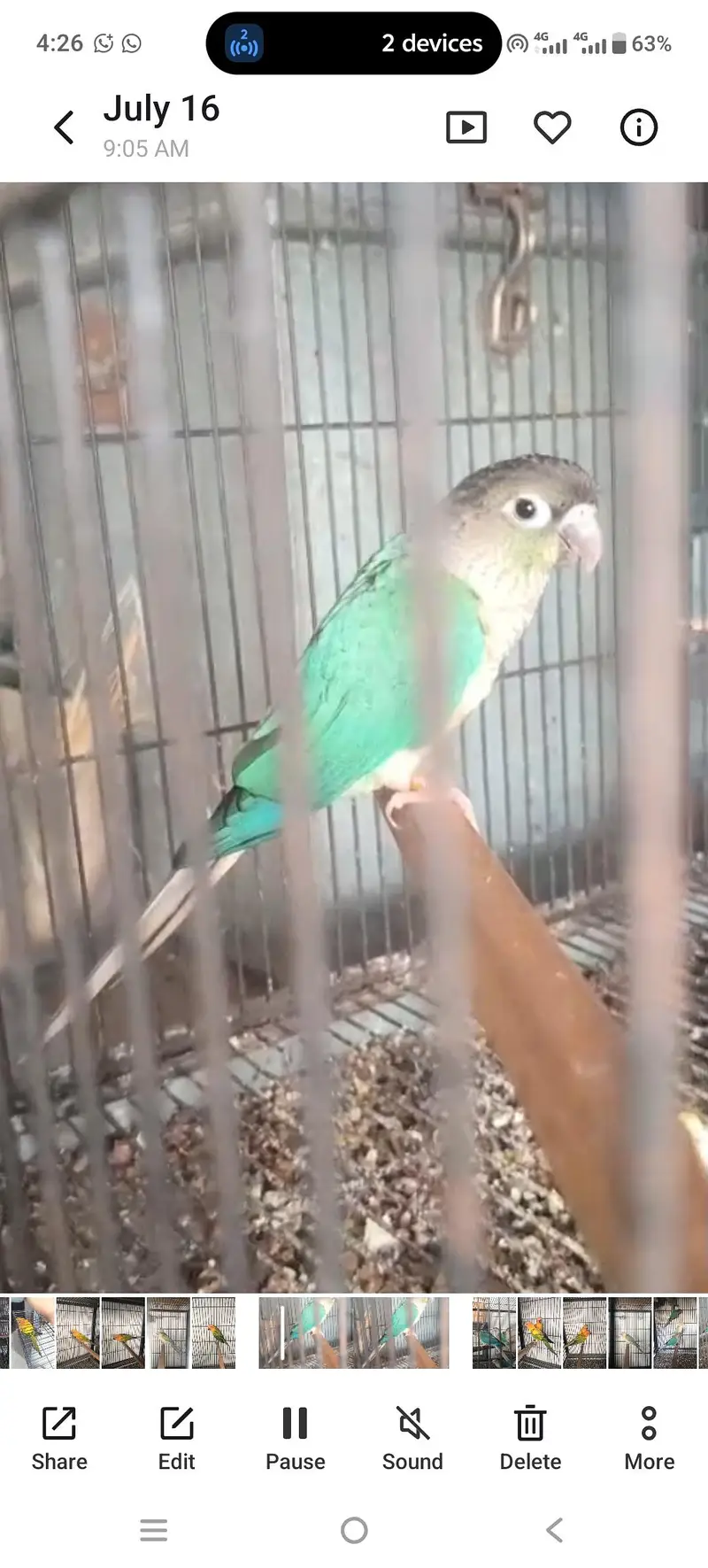 mashallah sunconour pair with dna sunconour female blue tarquse pair — photo 6