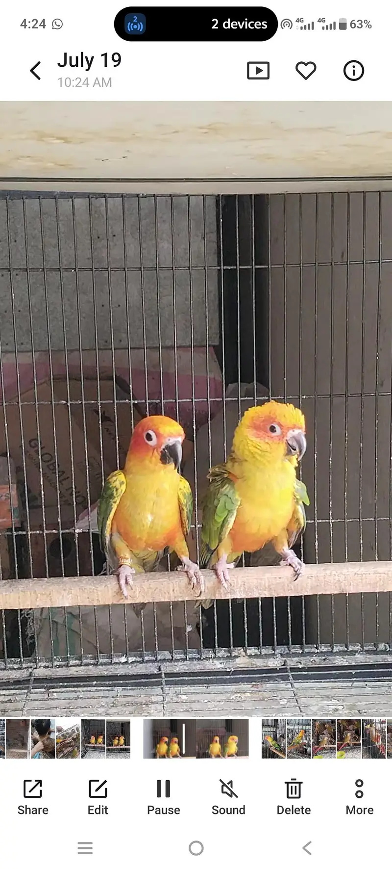 mashallah sunconour pair with dna sunconour female blue tarquse pair — photo 7