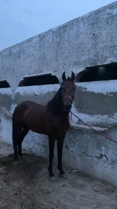 Horse