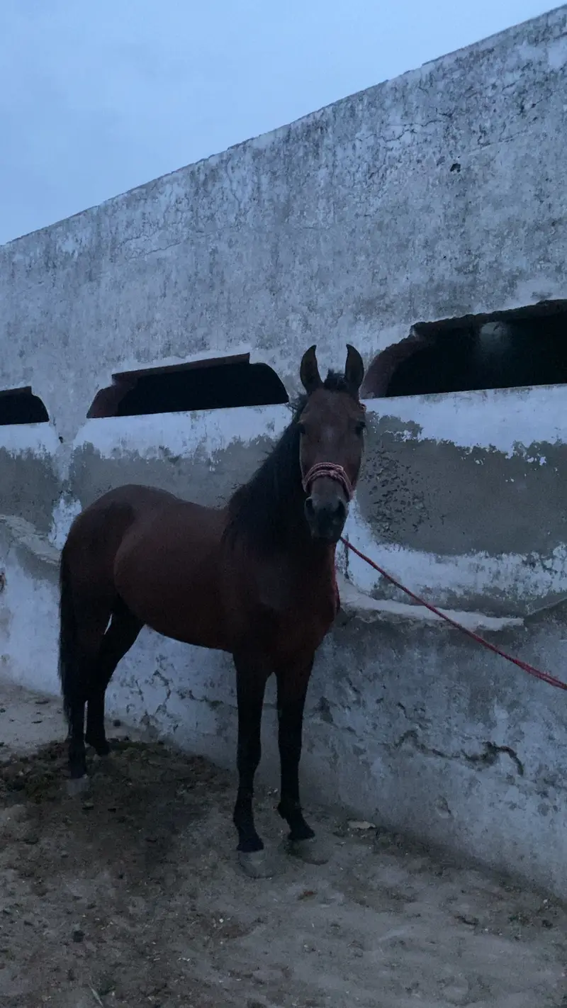 Horse