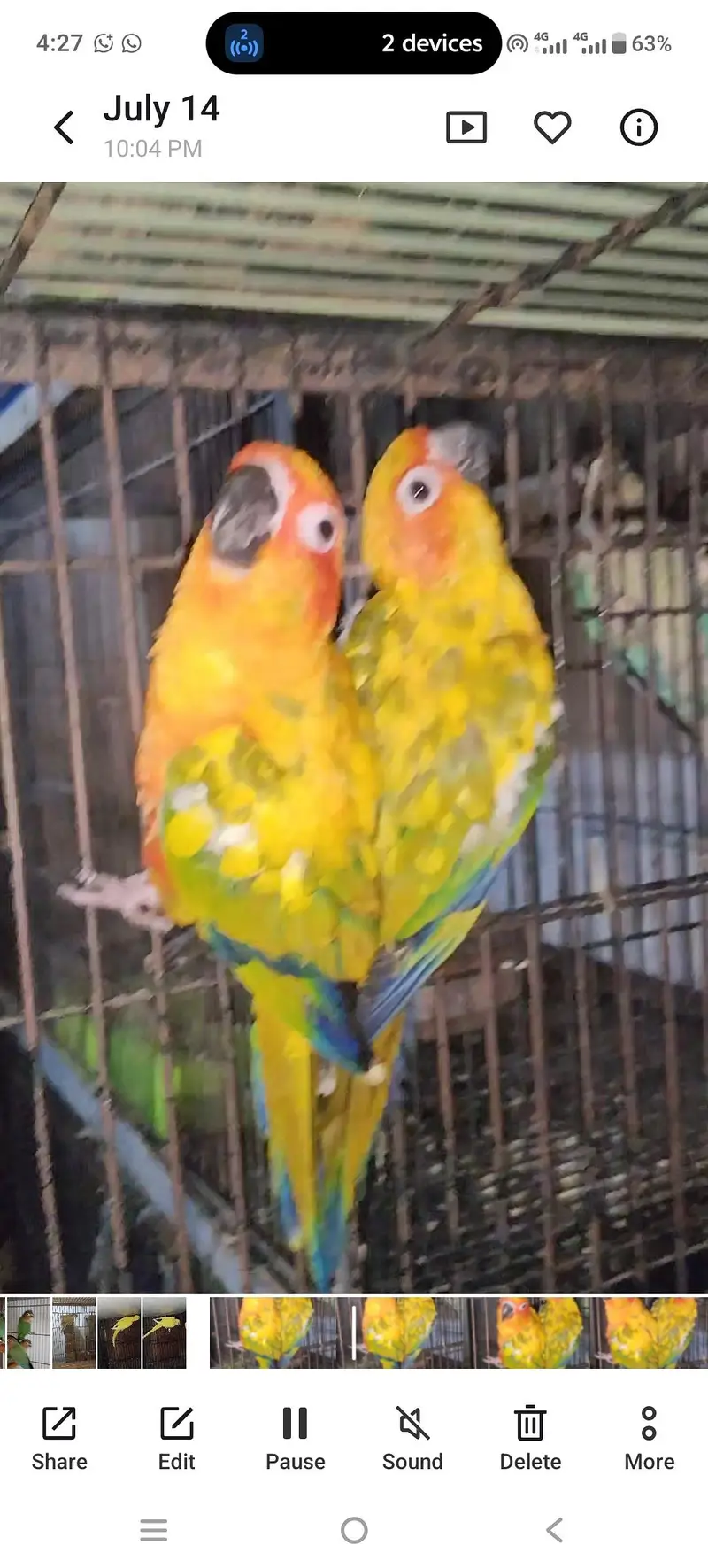 mashallah sunconour pair with dna sunconour female blue tarquse pair — photo 8