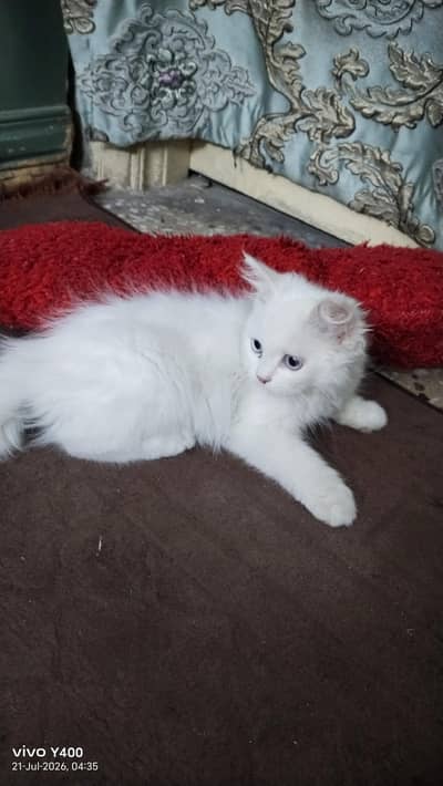 Persian Cat for sale + Cage
