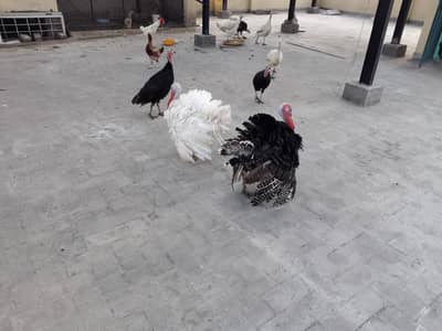 Turkey 