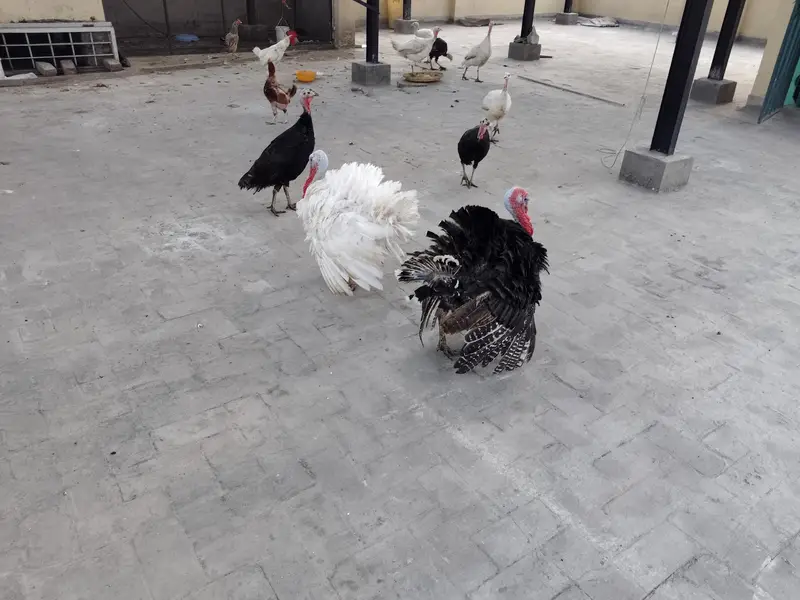 Turkey 