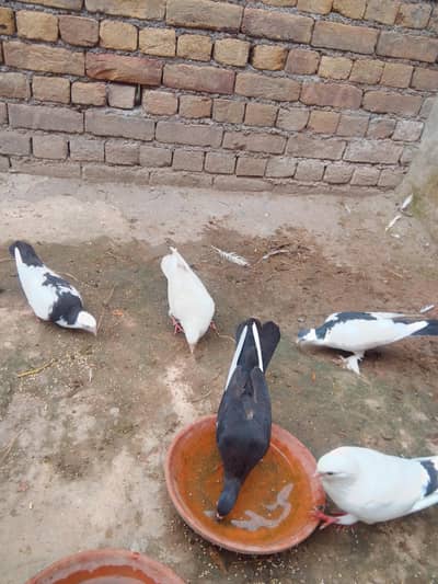 fancy pigeon