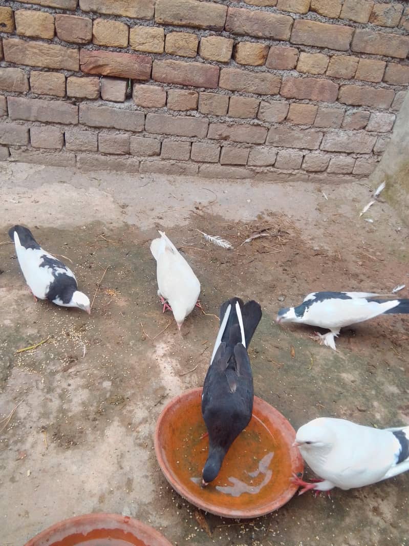 fancy pigeon 0