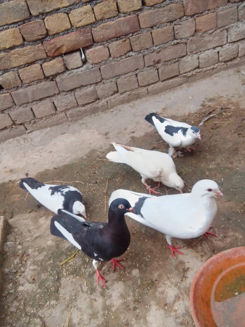 fancy pigeon 1