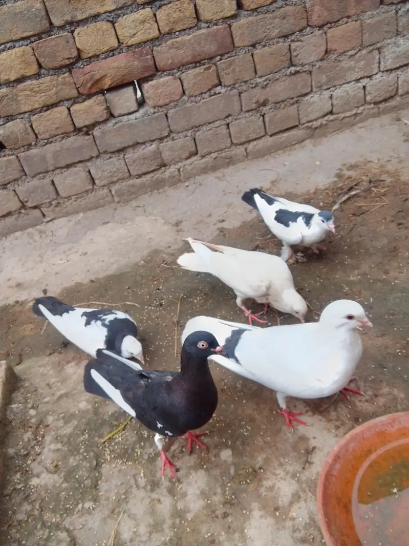 fancy pigeon — photo 2