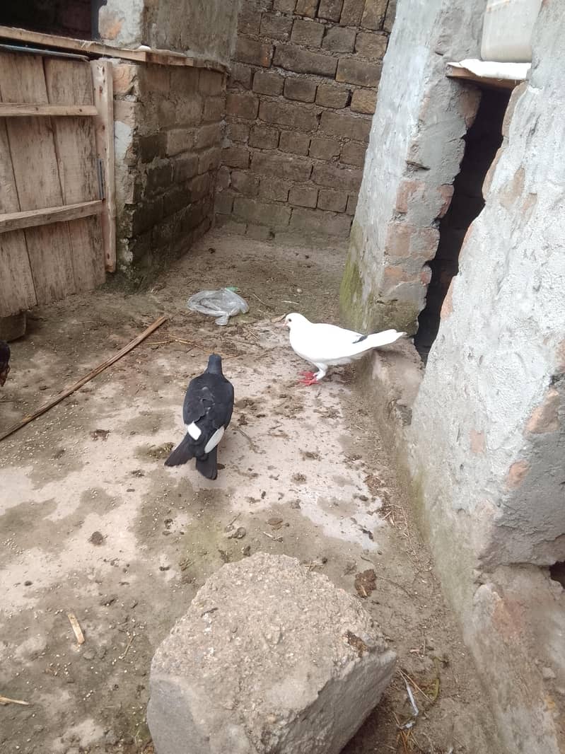 fancy pigeon 2