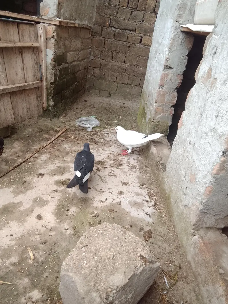 fancy pigeon — photo 3