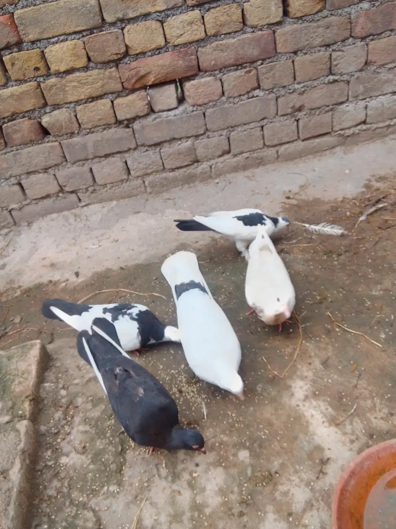 fancy pigeon — photo 5
