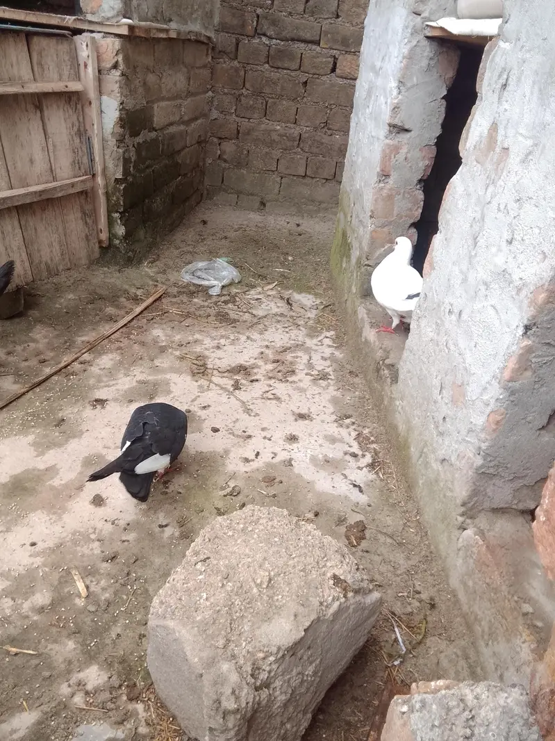 fancy pigeon — photo 6