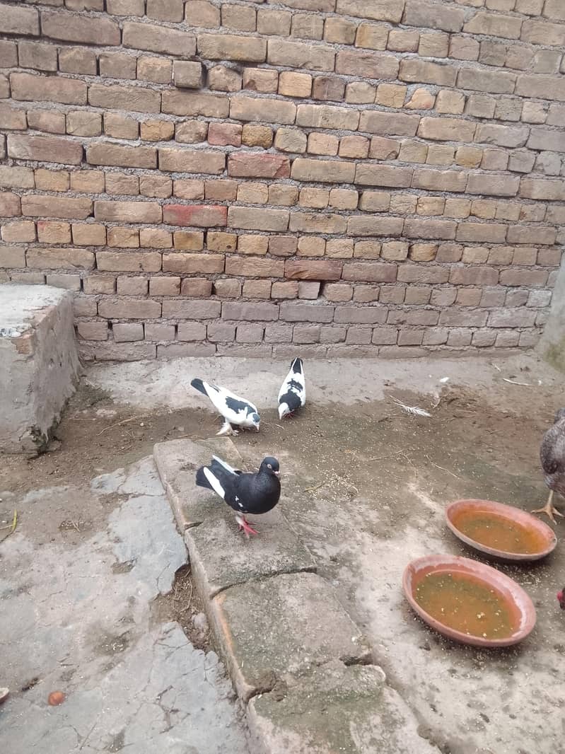 fancy pigeon 6
