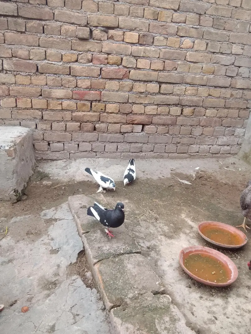 fancy pigeon — photo 7