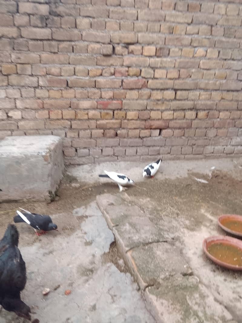 fancy pigeon 7
