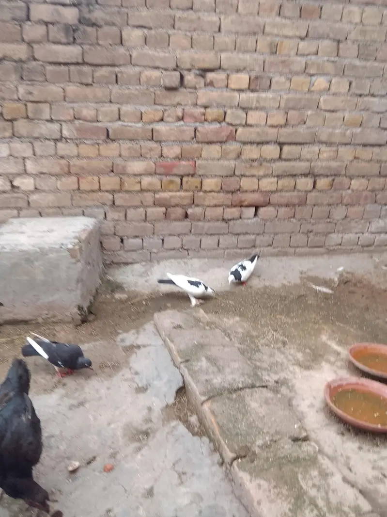 fancy pigeon — photo 8
