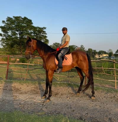 huge mixbred gelding