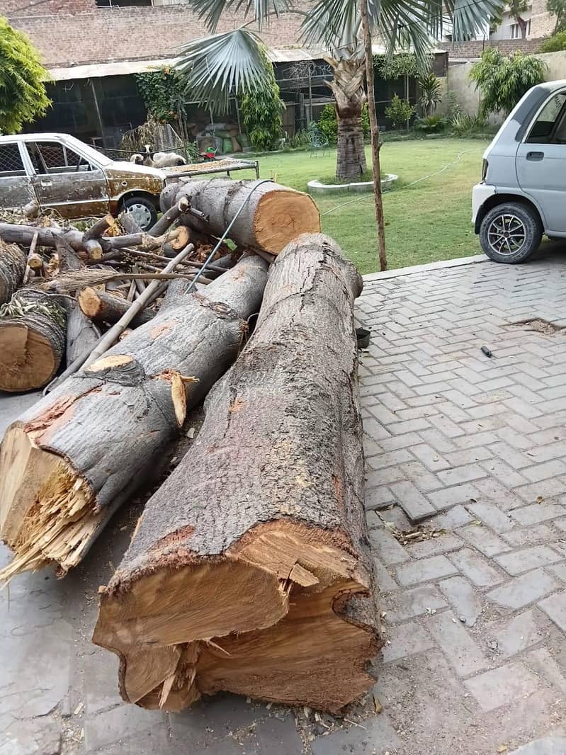 لکڑی گجھور اور صمبل درخت 1