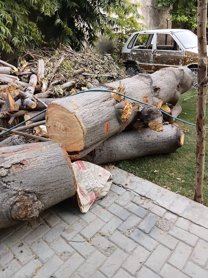 لکڑی گجھور اور صمبل درخت 2