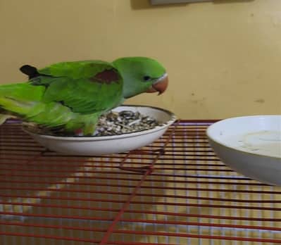 Raw pair handtame with cage