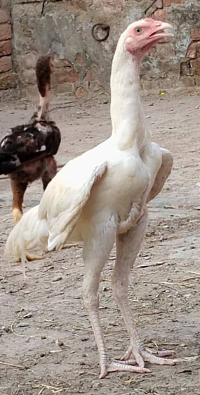 white murga