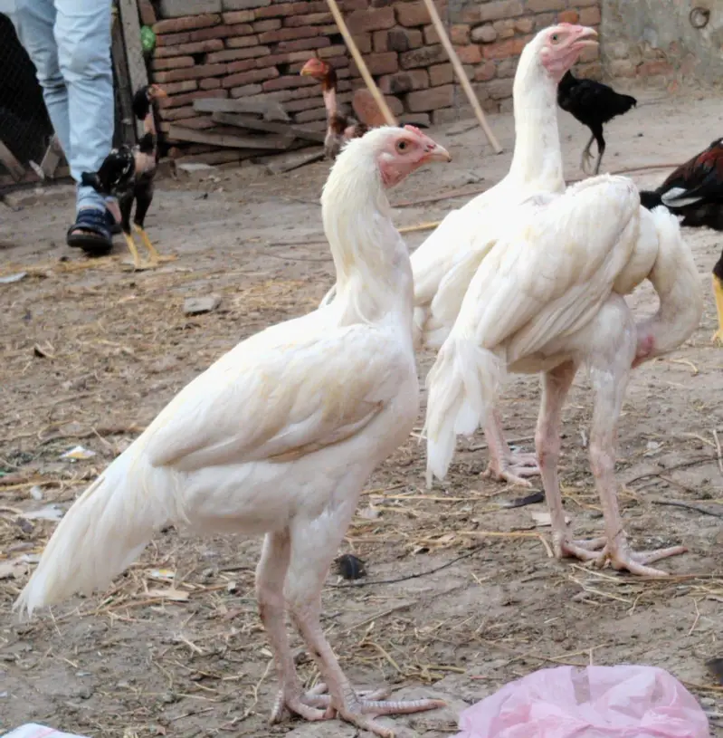 white murga — photo 2