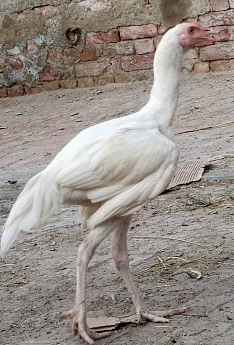 white murga 2