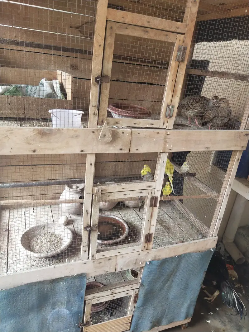 Big cage — photo 5