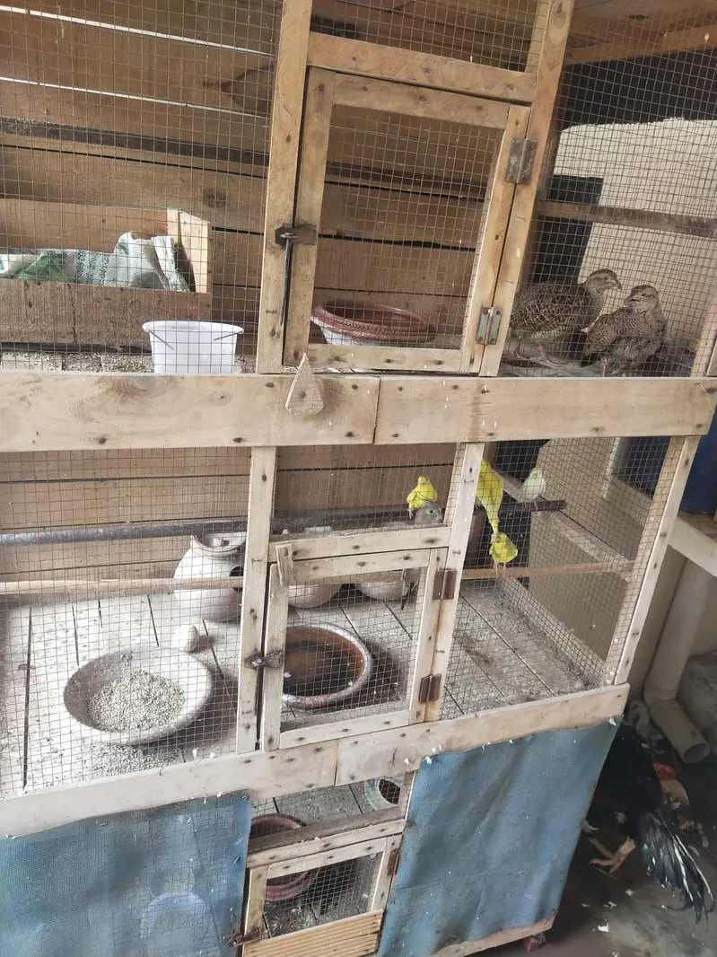 Big cage — photo 6