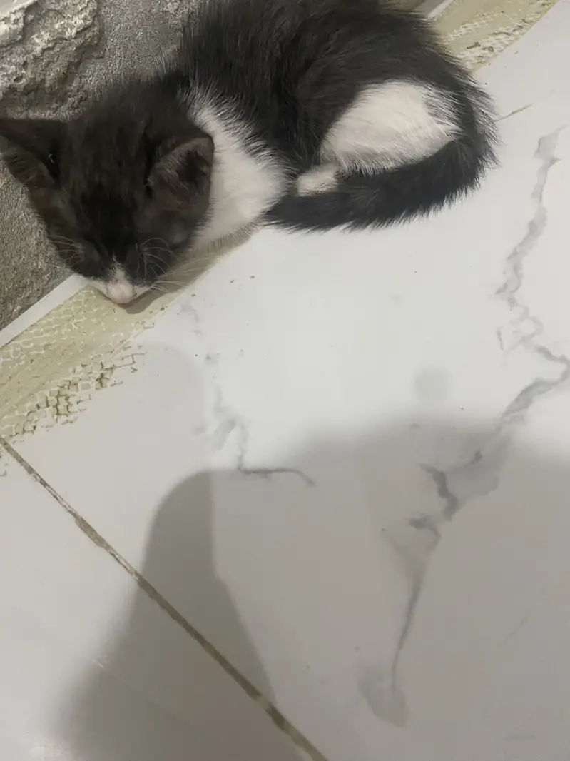 Free ma da da ga agar kohi kyall rakha sahi in ka active cat — photo 2