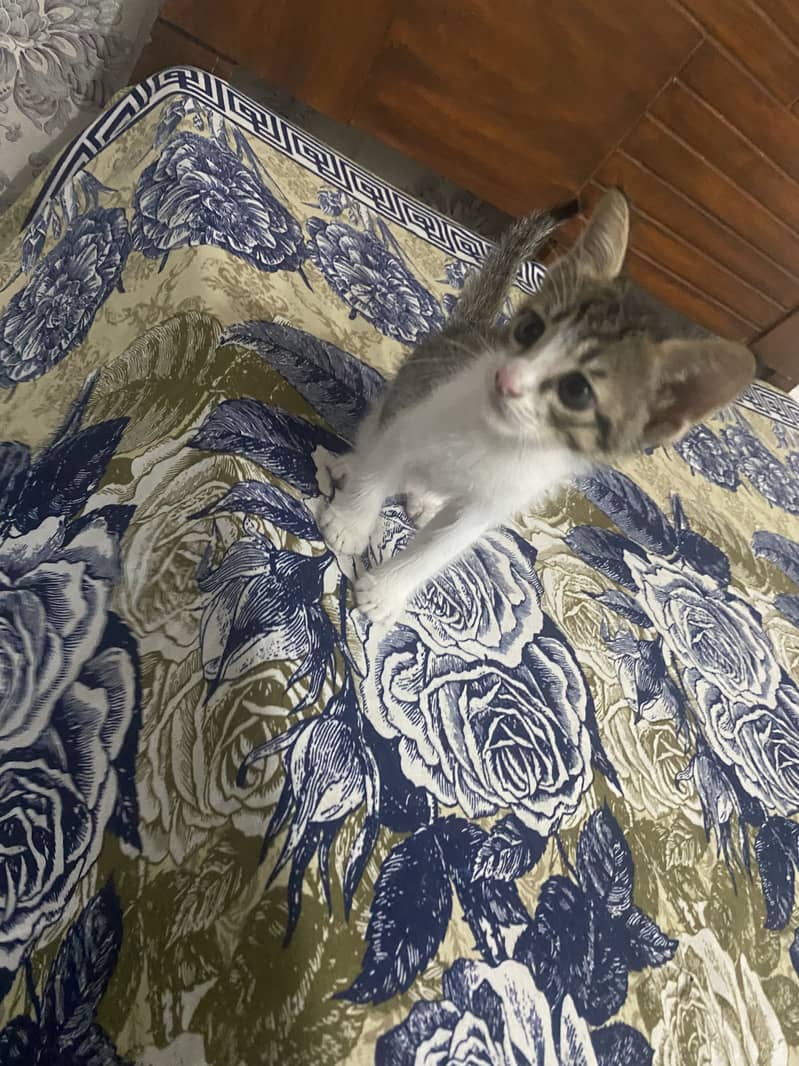 Active cat pair 0