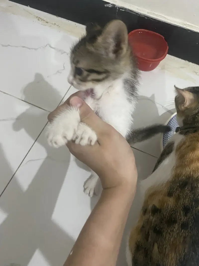 Active cat pair — photo 2