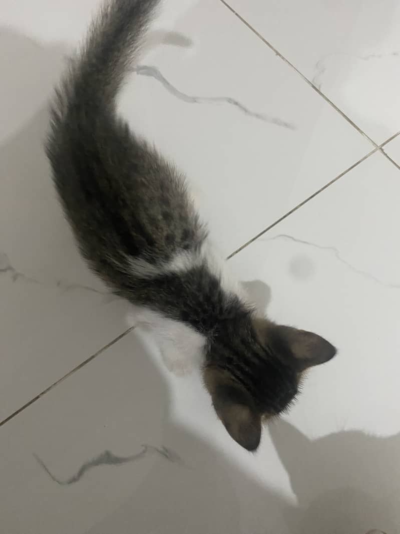 Active cat pair 2