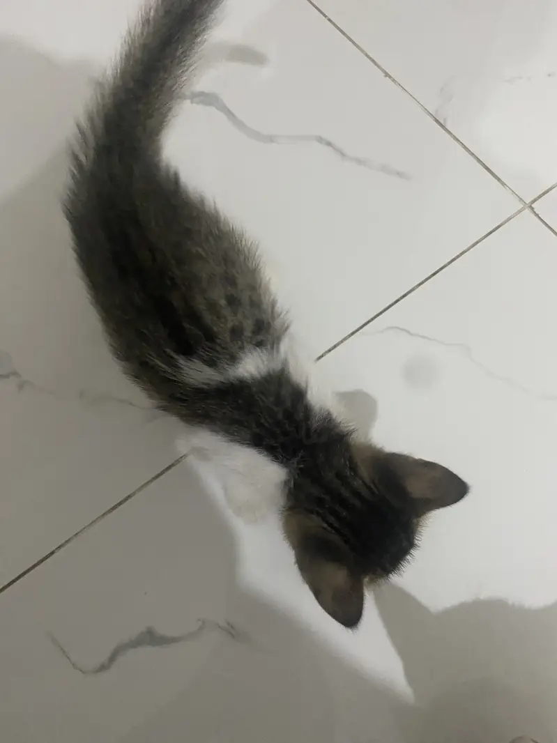 Active cat pair — photo 3