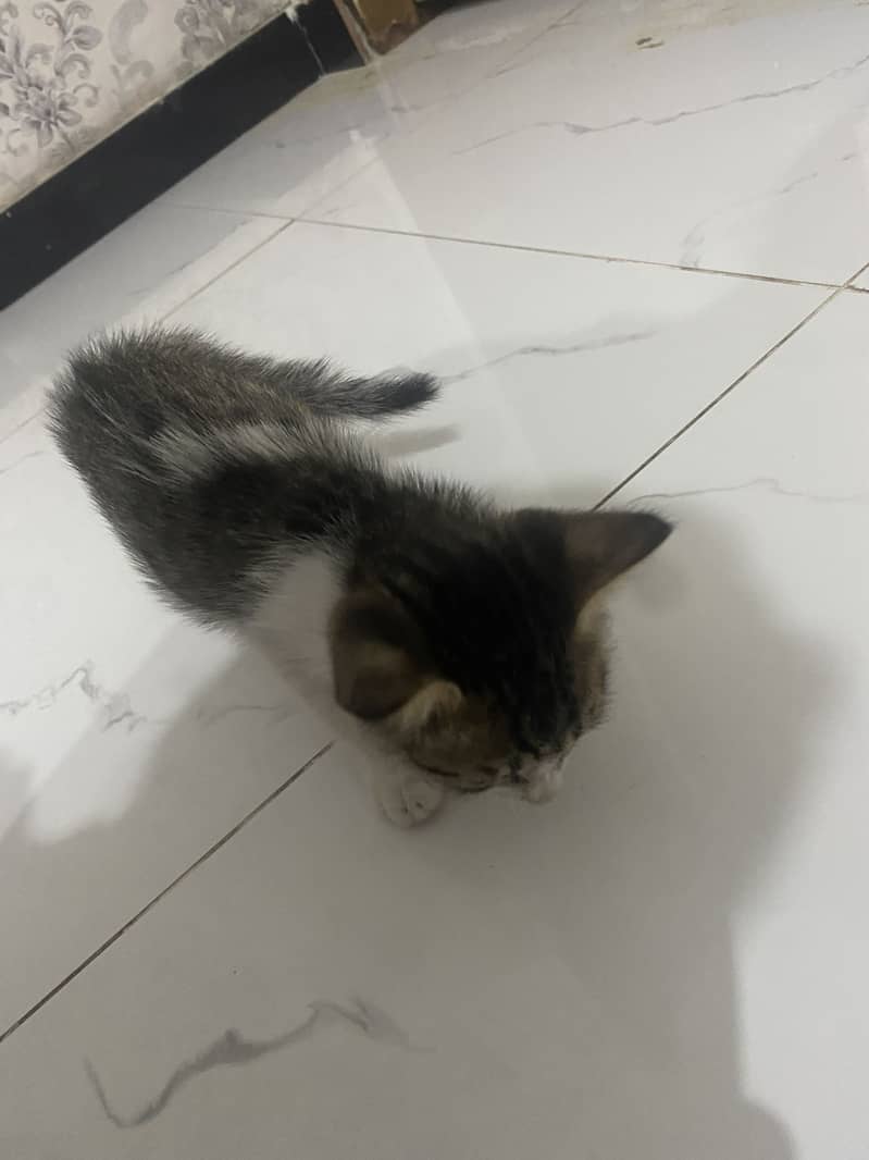 Active cat pair 3