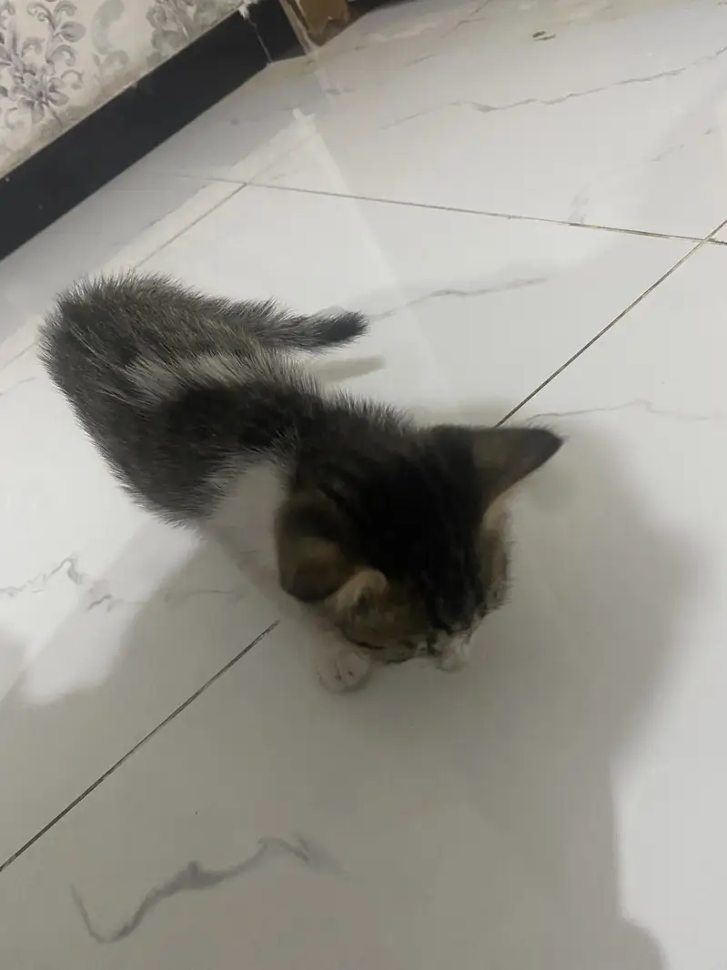 Active cat pair — photo 4
