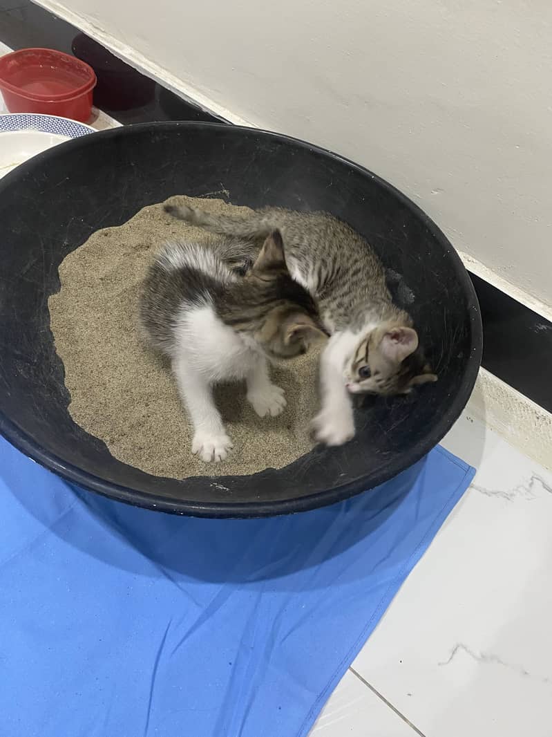 Active cat pair 4