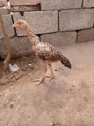 Aseel Chicks pair