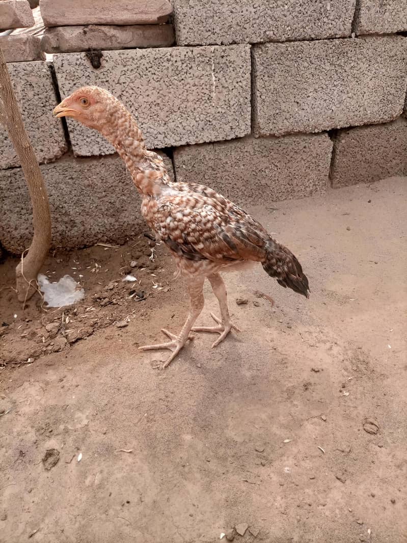 Aseel Chicks pair 0
