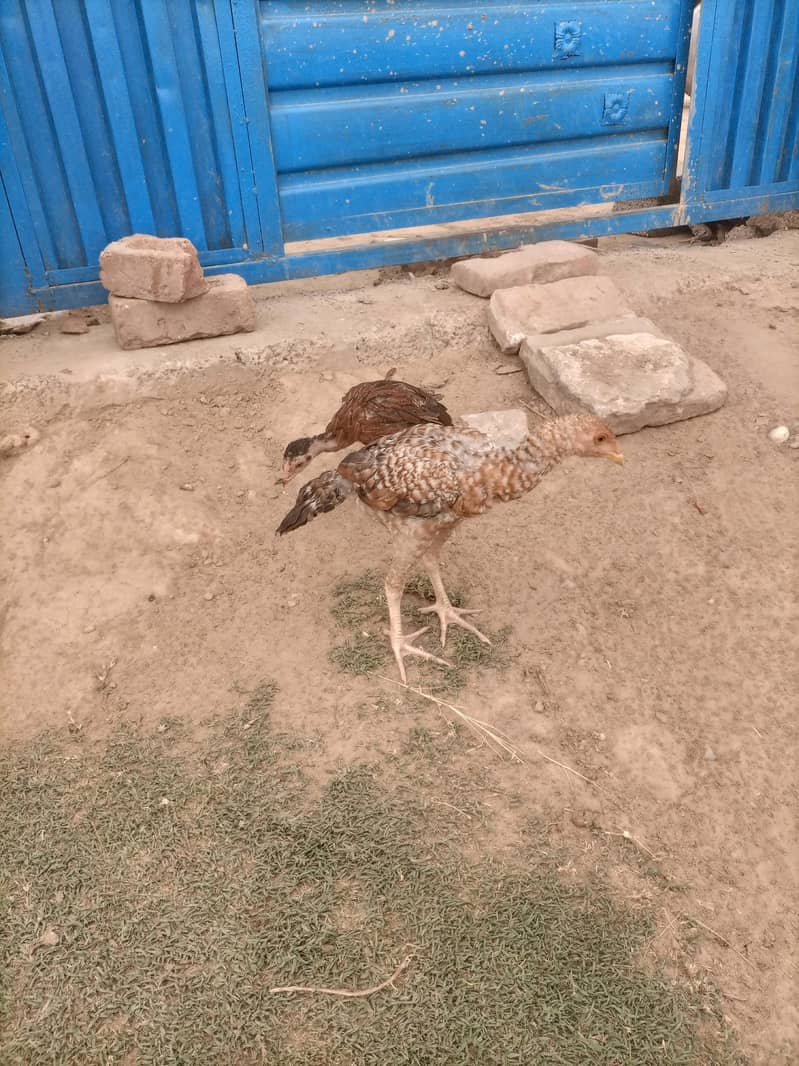 Aseel Chicks pair 1