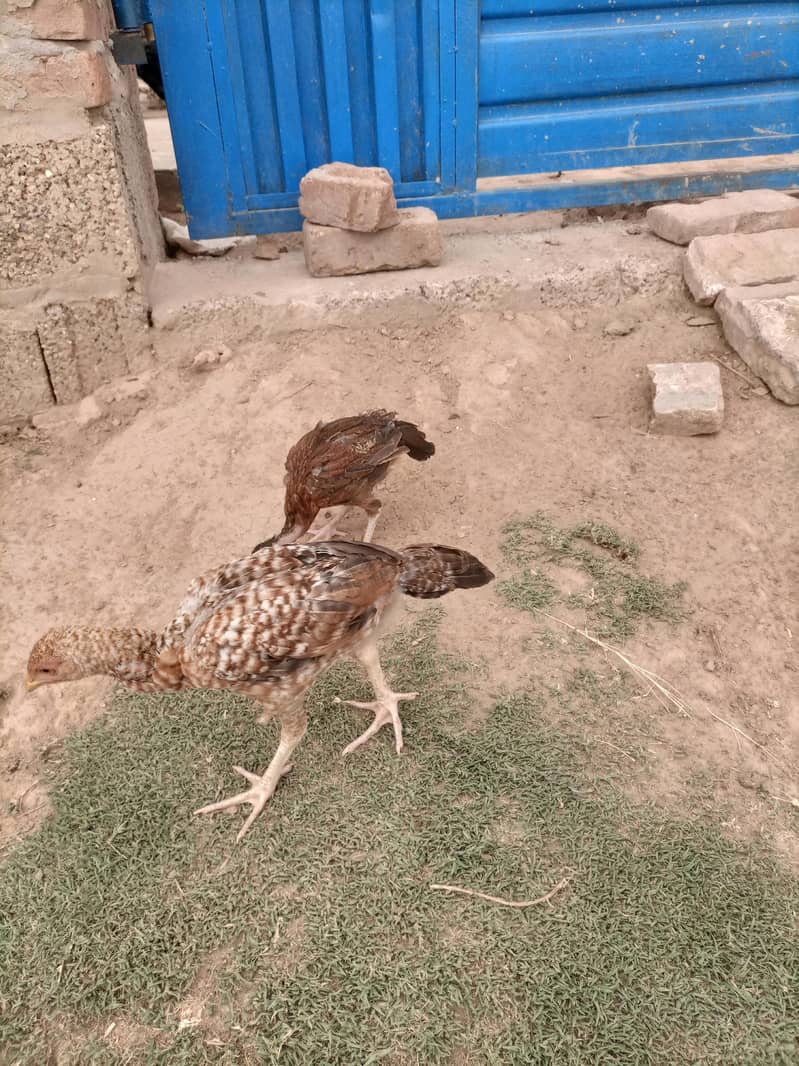 Aseel Chicks pair 2