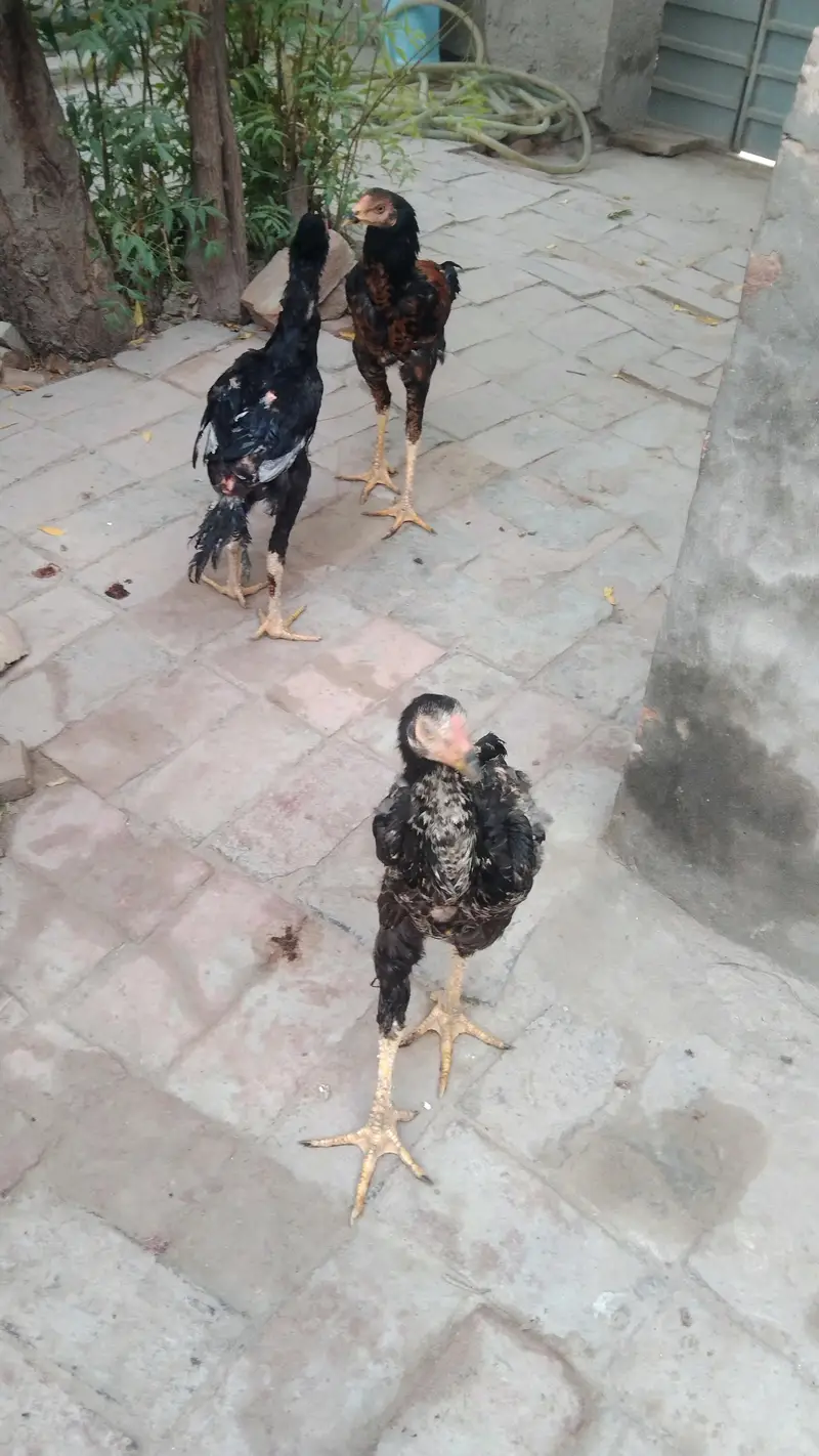 اصیل مرغے دستیاب ہیں 1300 فی کلوگرام زندہ کے حساب سے — photo 2