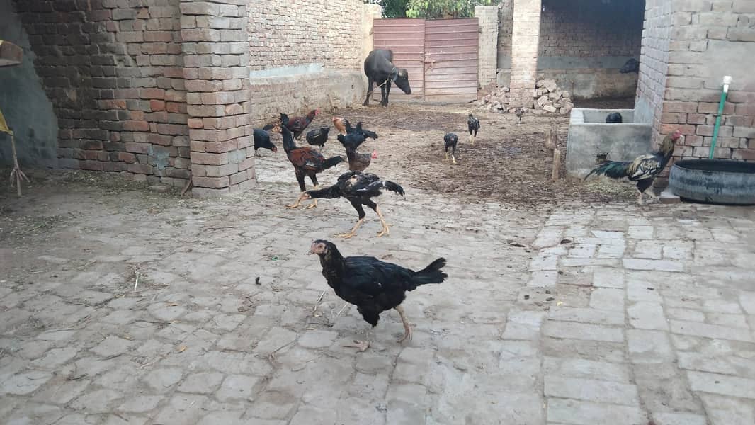 اصیل مرغے دستیاب ہیں 1300 فی کلوگرام زندہ کے حساب سے 2