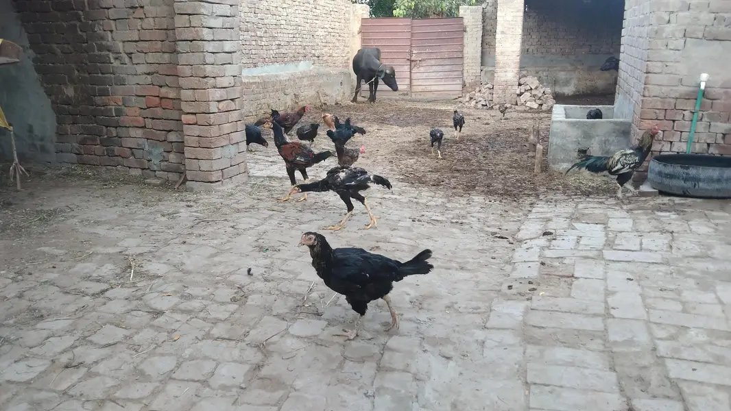 اصیل مرغے دستیاب ہیں 1300 فی کلوگرام زندہ کے حساب سے — photo 3