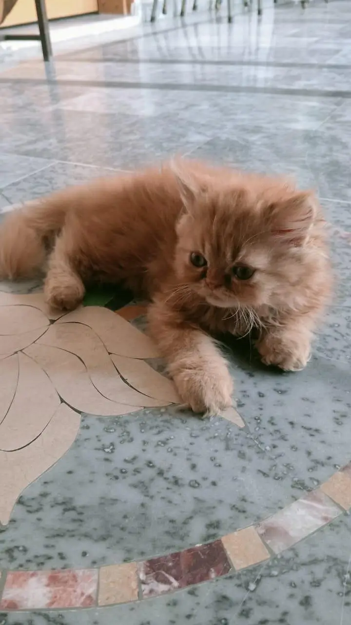 Punch face kittens for sale — photo 2